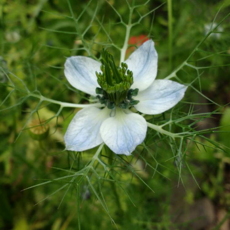plant image 486242