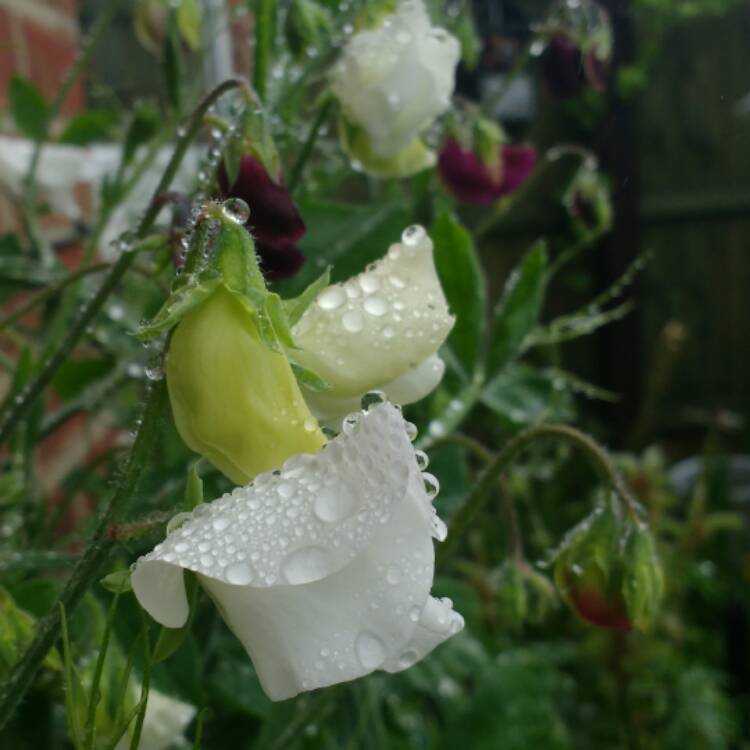 Plant image Lathyrus Odoratus 'Night and Day' (Mix)