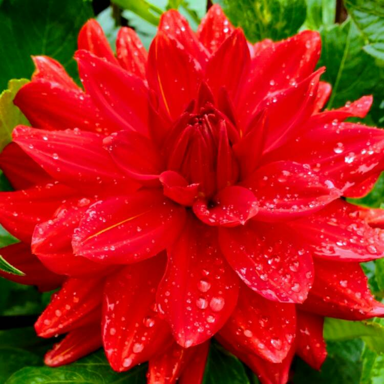 Plant image Dahlia 'Heatwave'