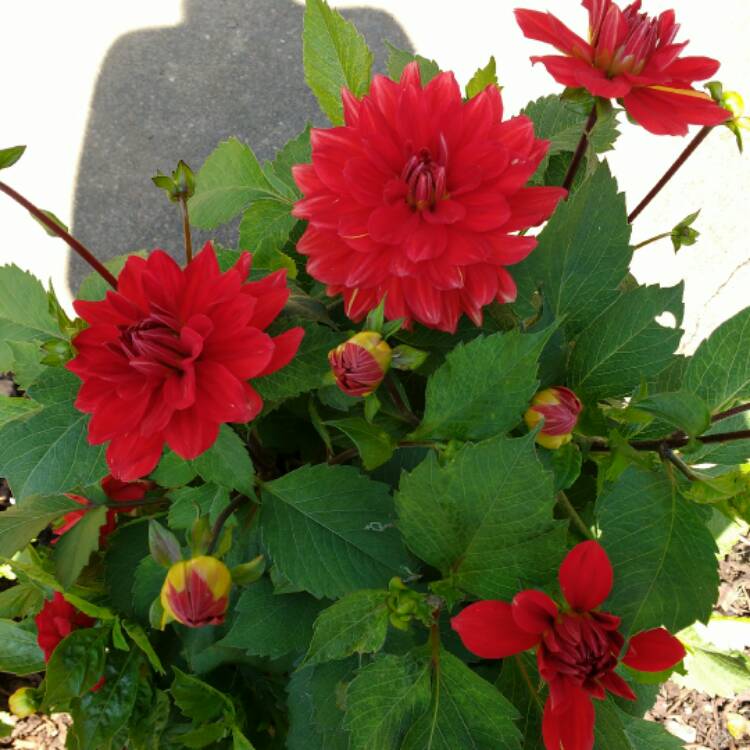 plant image 493710