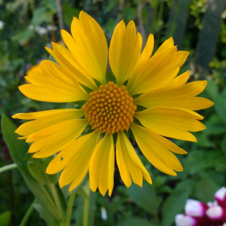 Plant image Gaillardia