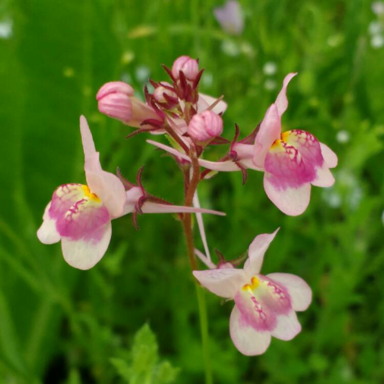 Plant image Linaria maroccana 'Fairy Bouquet Group'