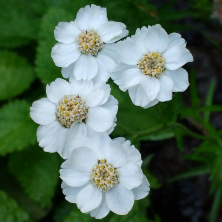 Plant image Achillea ptarmica 'The Pearl'