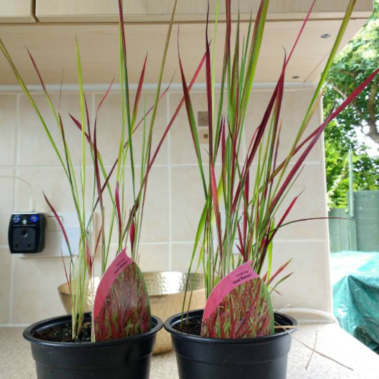 Plant image Imperata cylindrica 'Rubra'