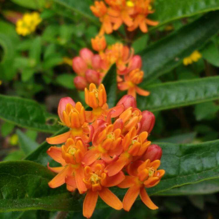 Plant image Asclepias tuberosa