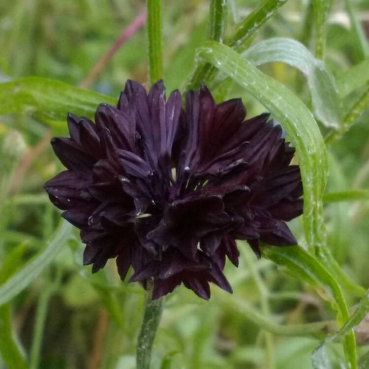 Plant image Centaurea cyanus 'Double Black'