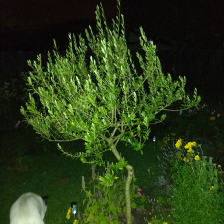 Plant image Olea europaea