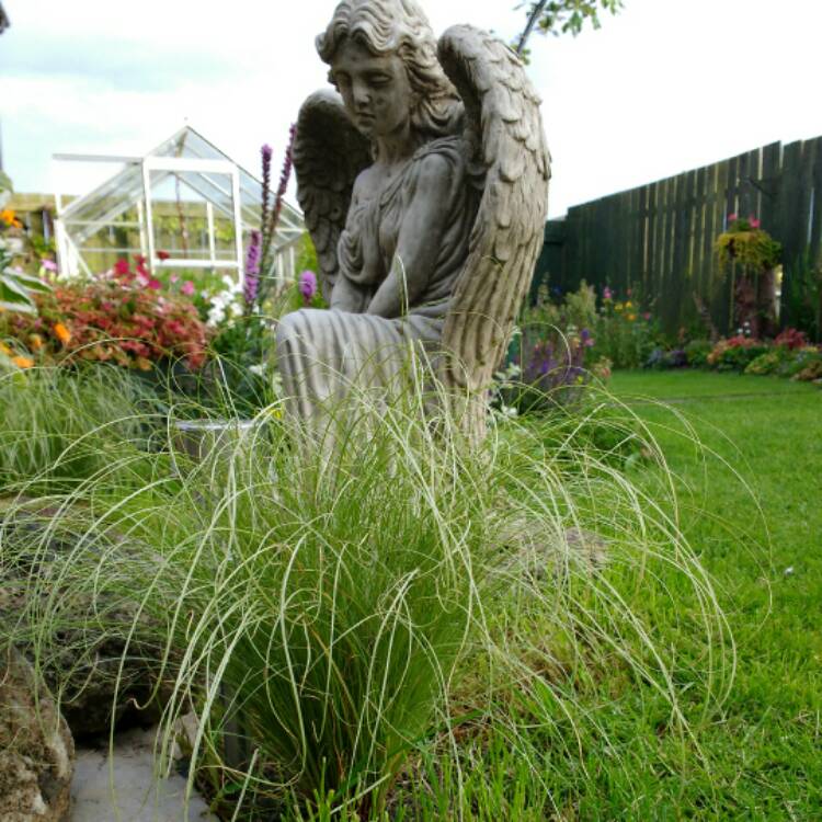 plant image 522415