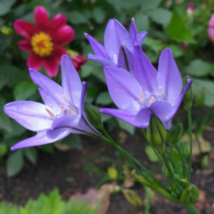Plant image Triteleia 'Queen Fabiola' syn. Brodiaea 'Queen Fabiola'