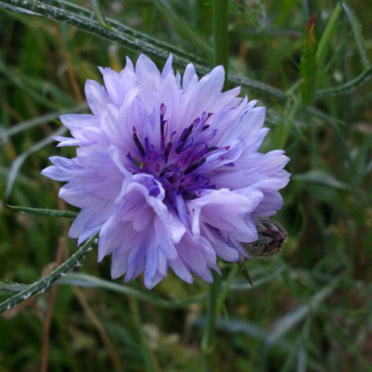 plant image 522507