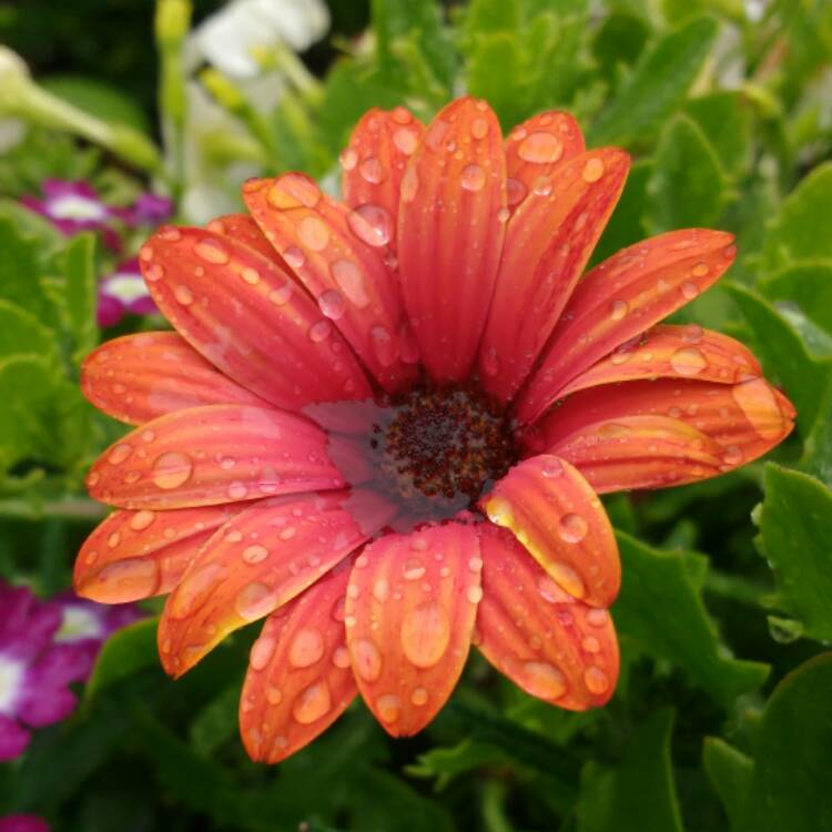 Plant image Osteospermum erato 'Special Fire