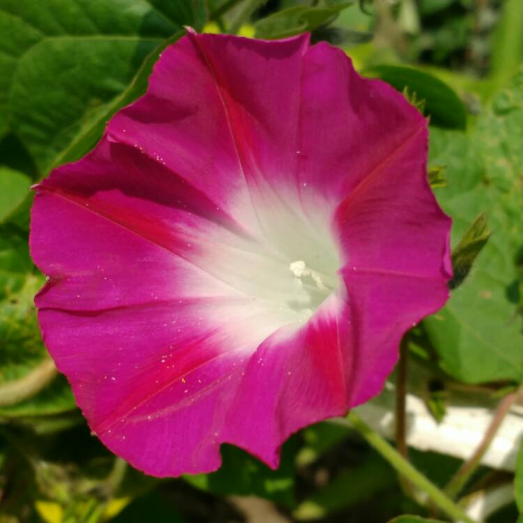 plant image 525910
