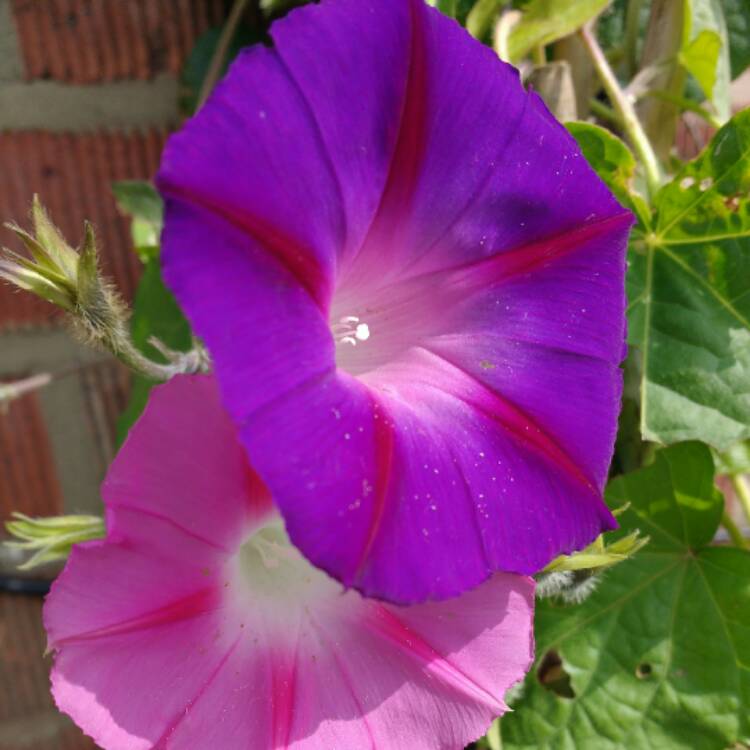 plant image 525916