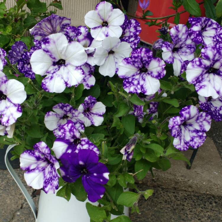 Plant image Petunia 'Kleph15313' syn. Petunia 'Night Sky', Petunia 'Headliner Night Sky'