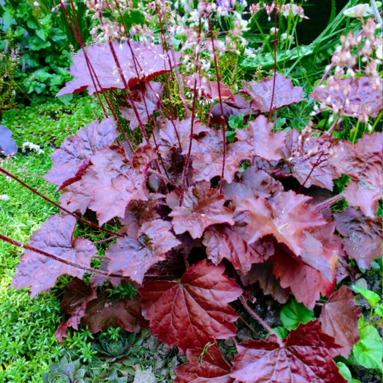 Plant image Heuchera villosa 'Palace Purple' syn. Heuchera sanguinea 'Palance Purple', Heuchera micrantha 'Palace Purple'