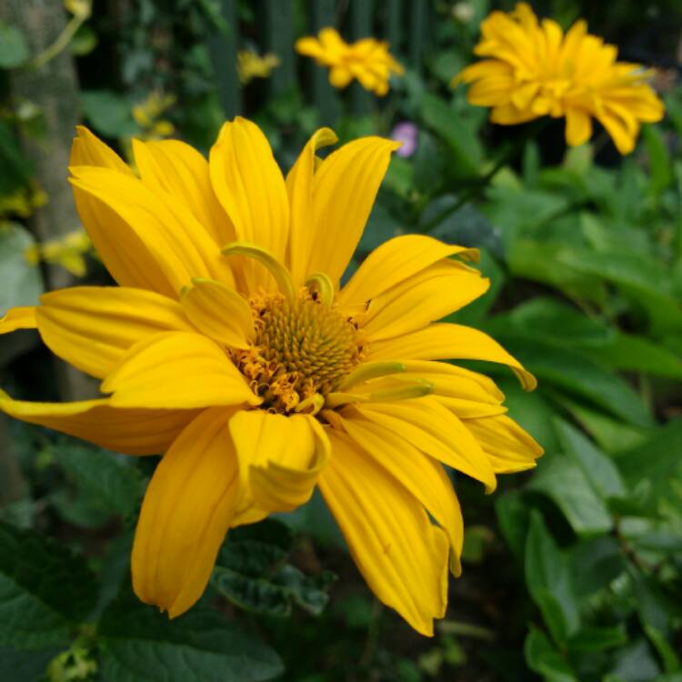 Plant image Heliopsis