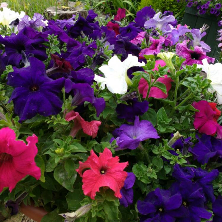 plant image 532060