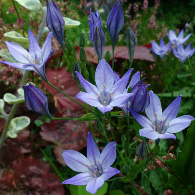 plant image 533556 plant image 533556
