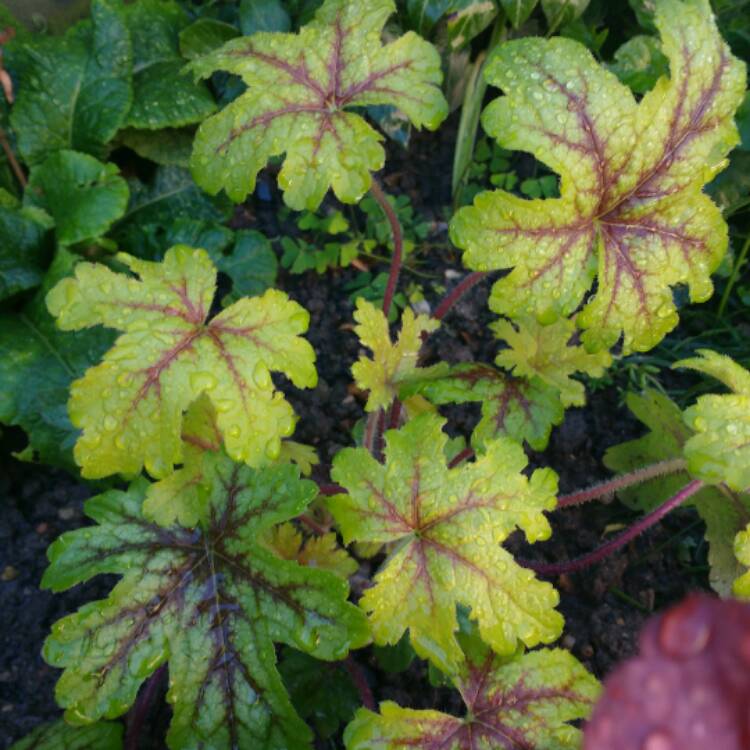 Plant image Heuchera 'Stoplight'