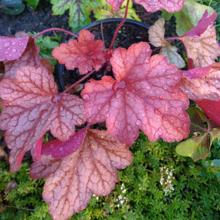 Plant image Heuchera 'Amber Lady'