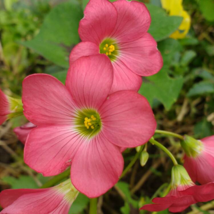Plant image Oxalis tetraphylla 'Iron Cross'