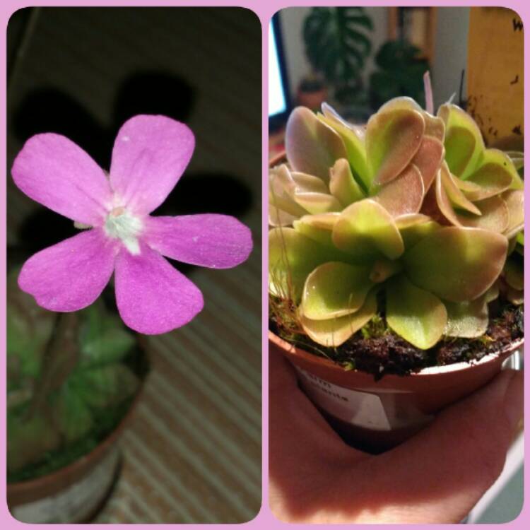 Plant image Pinguicula 'Weser'