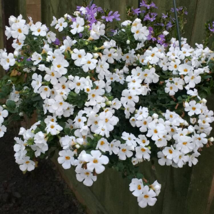 Plant image Bacopa Abunda 'Colossal White'