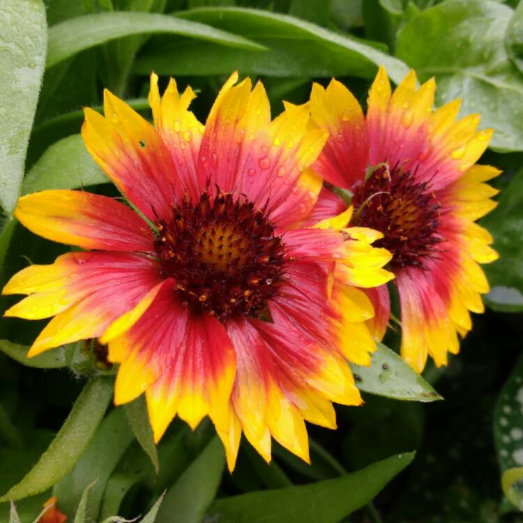 Plant image Gaillardia x grandiflora 'Arizona Sun' syn. Gaillardia 'Arizona Sun'