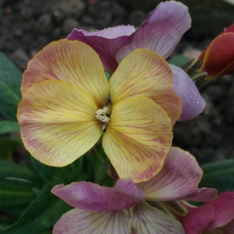 Plant image Erysimum
