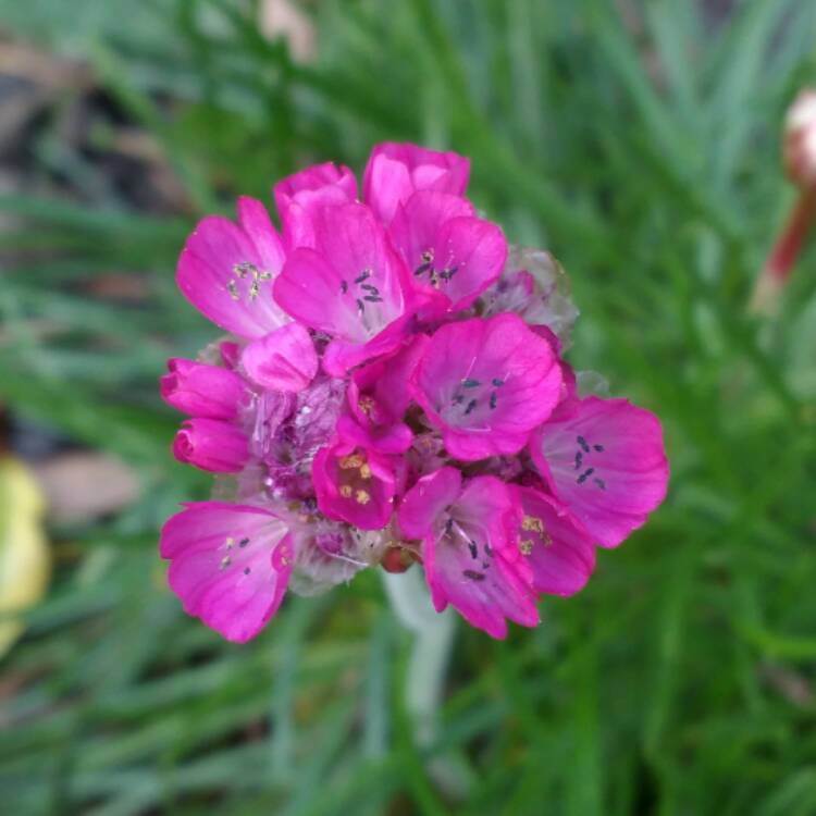Plant image Armeria maritima 'Splendens'