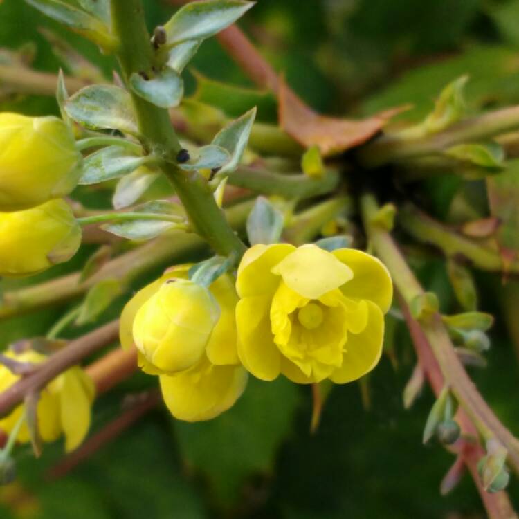 Plant image Mahonia japonica 'Bealei'