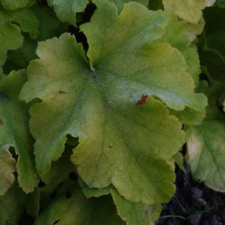Plant image Heuchera 'Lime Marmalade'
