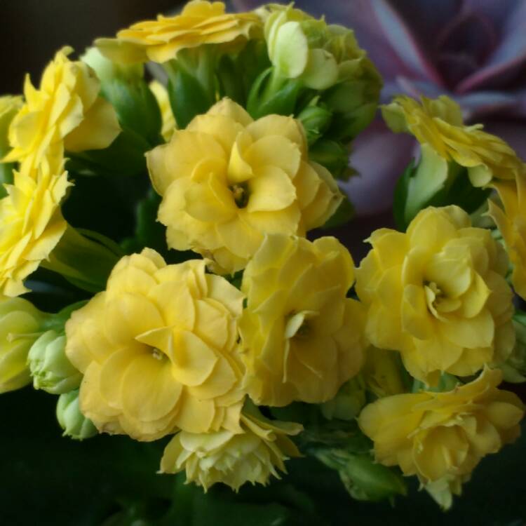 Plant image Kalanchoe