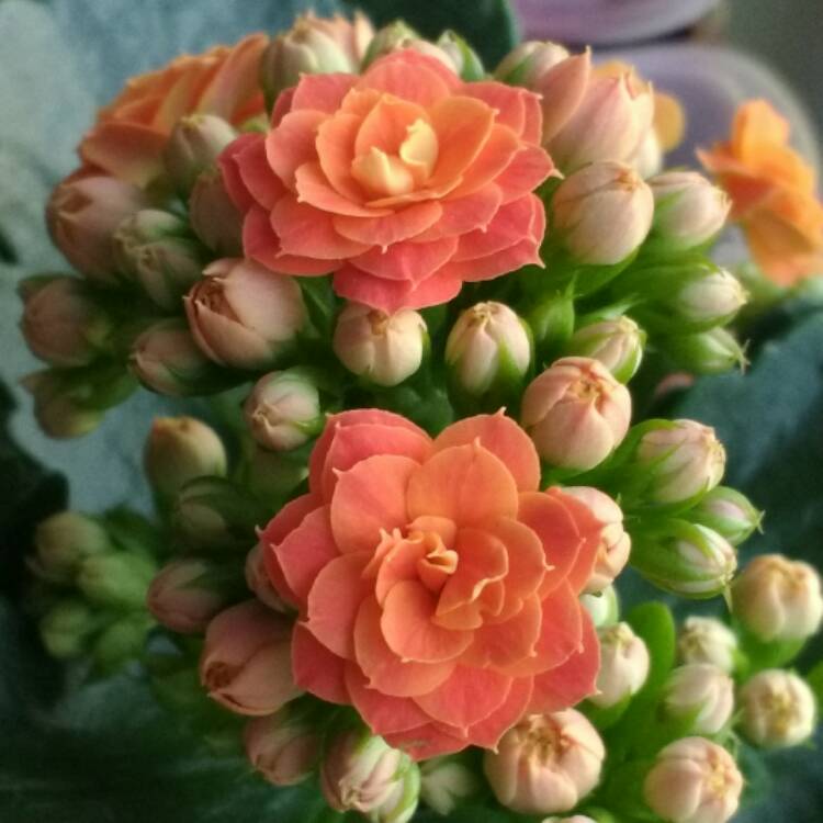 Plant image Kalanchoe