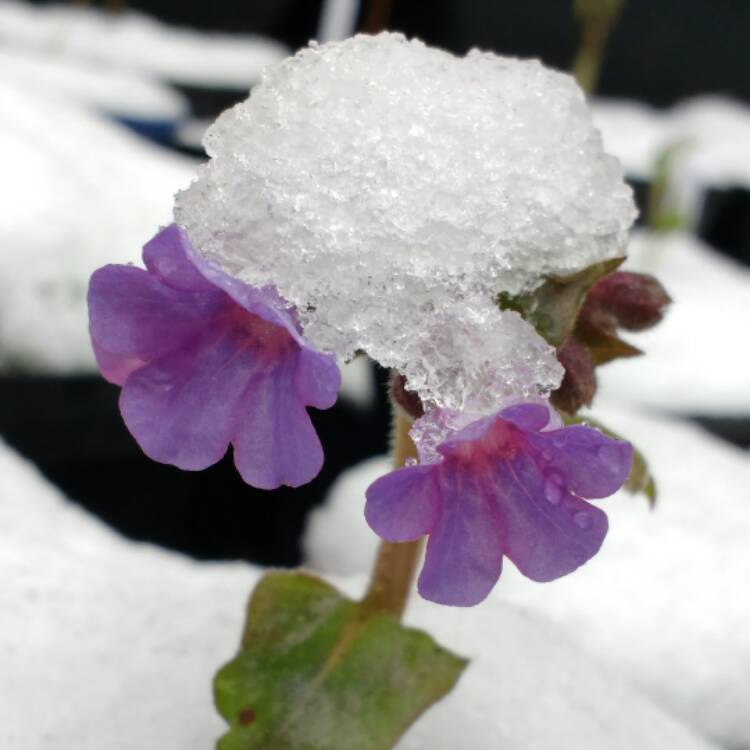 Plant image Pulmonaria officinalis
