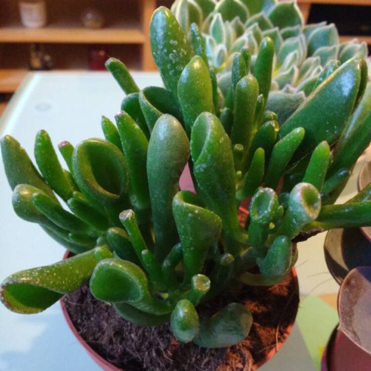Plant image Crassula ovata 'Gollum'
