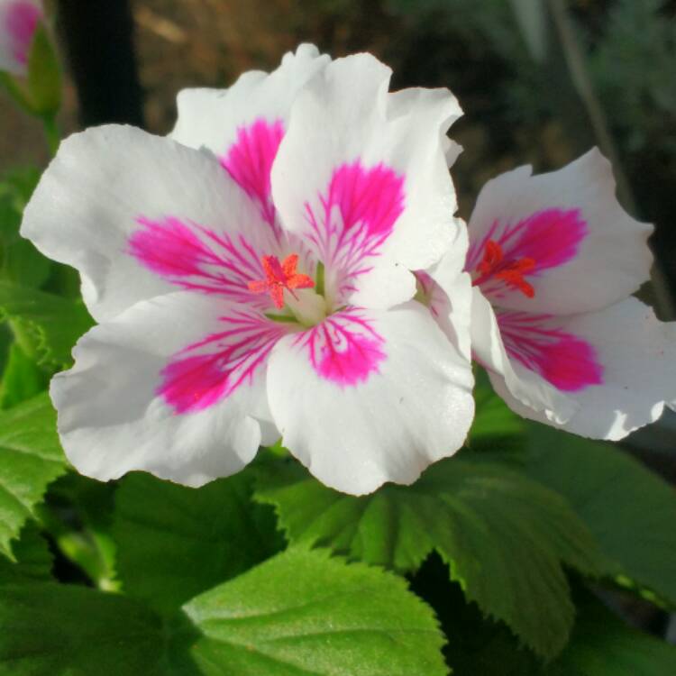 Plant image Pelargonium