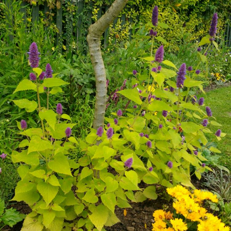 Plant image Agastache rugosa 'Golden Jubilee'