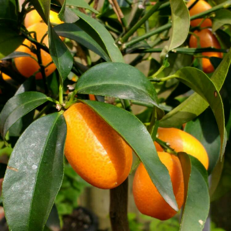 Plant image Citrus Japonica
