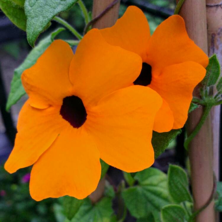 Plant image Thunbergia alata