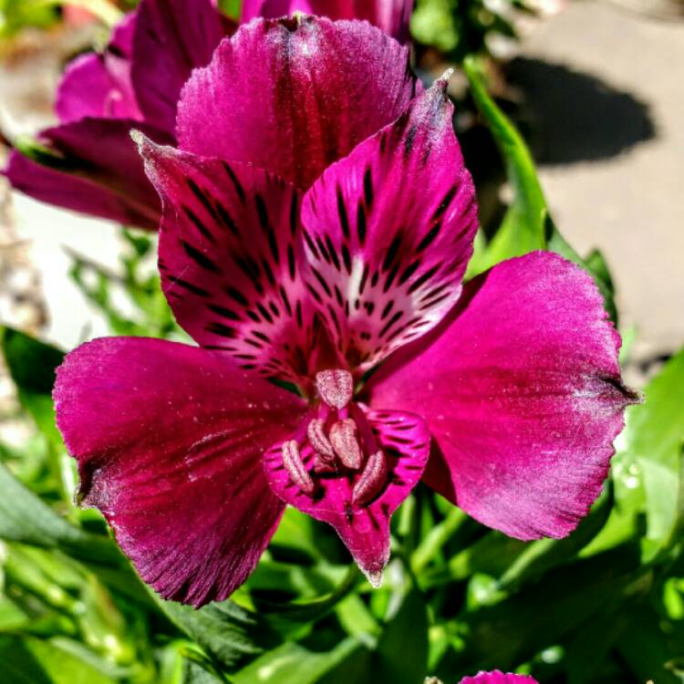 Plant image Alstroemeria