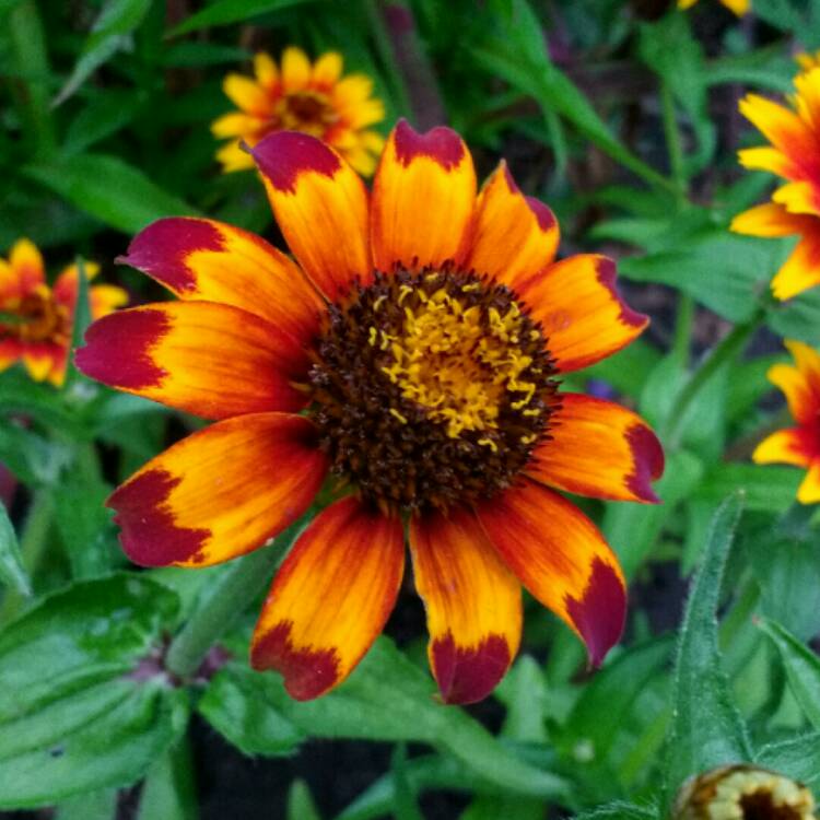 plant image 792507