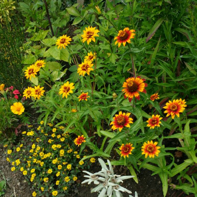 Plant image Zinnia haageana 'Old Mexico'