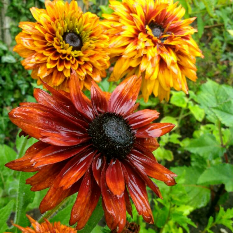 Plant image Rudbeckia x hirta hybrida 'Cherokee Sunset'