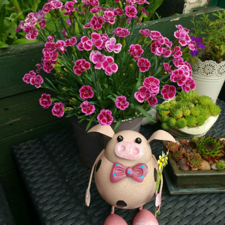 Plant image Dianthus 'Pink Kisses'
