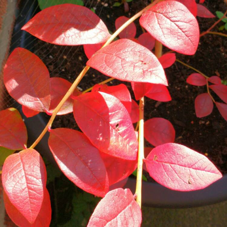 Plant image Vaccinium corymbosum 'Patriot'