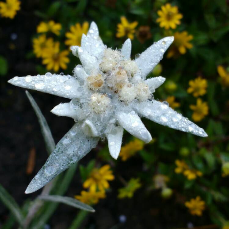 Plant image Leontopodium alpinum
