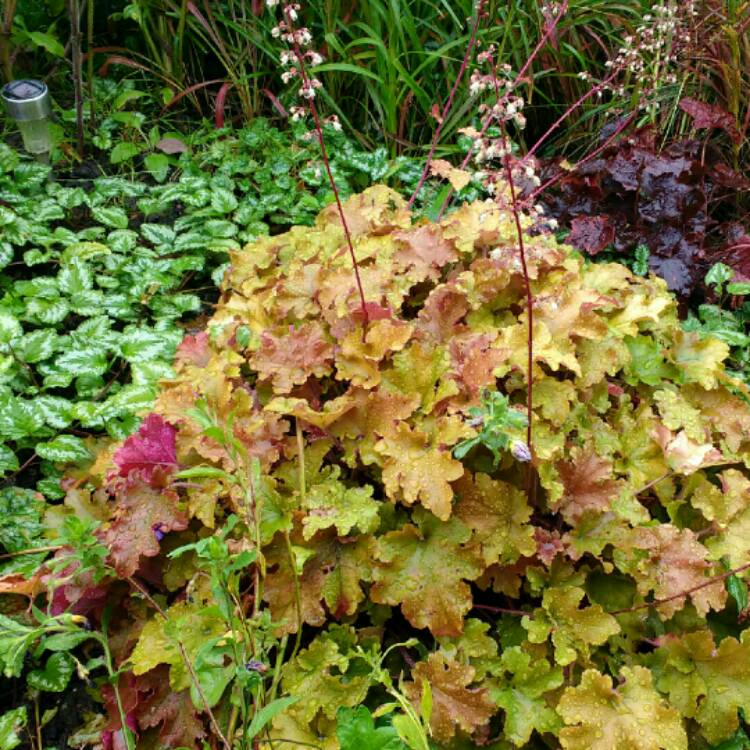 Plant image Heuchera 'Marmalade'