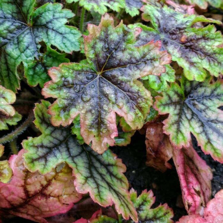plant image 864259 plant image 864259