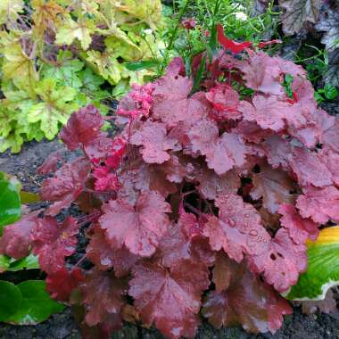 Heuchera 'Cherry Cola'
